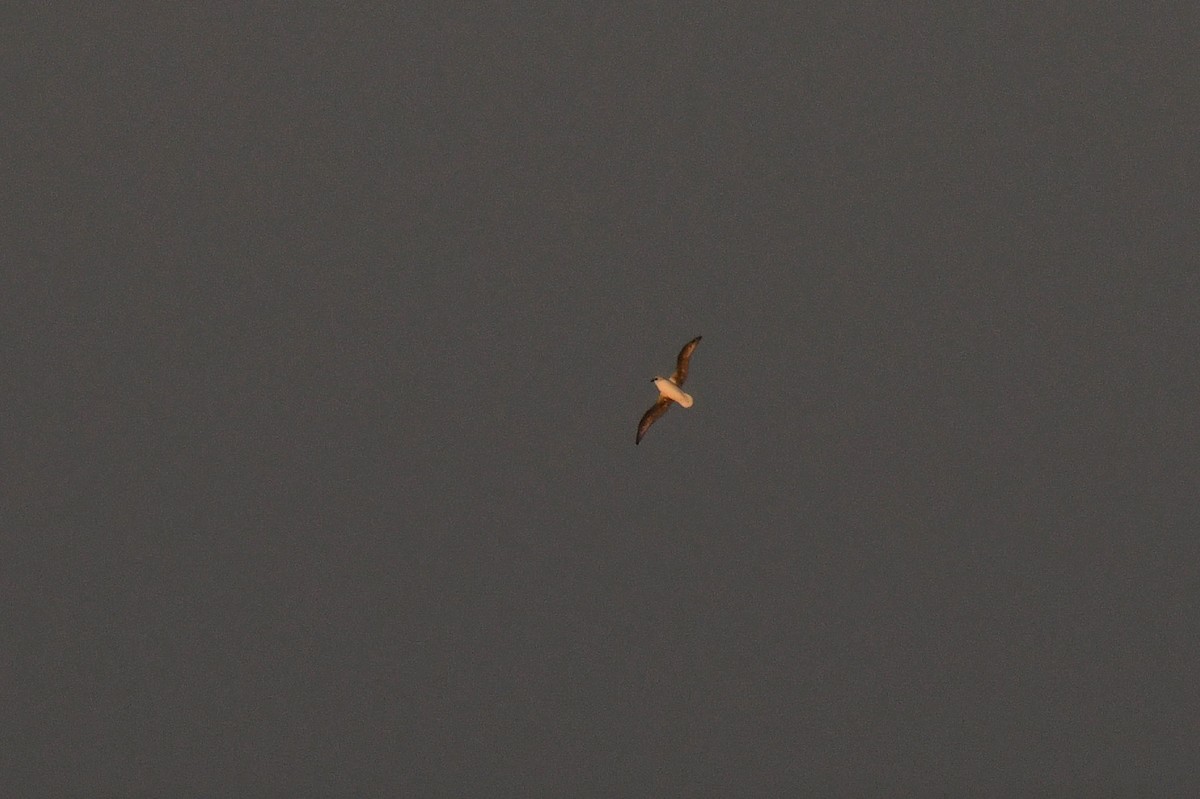 White-headed Petrel - ML638840204