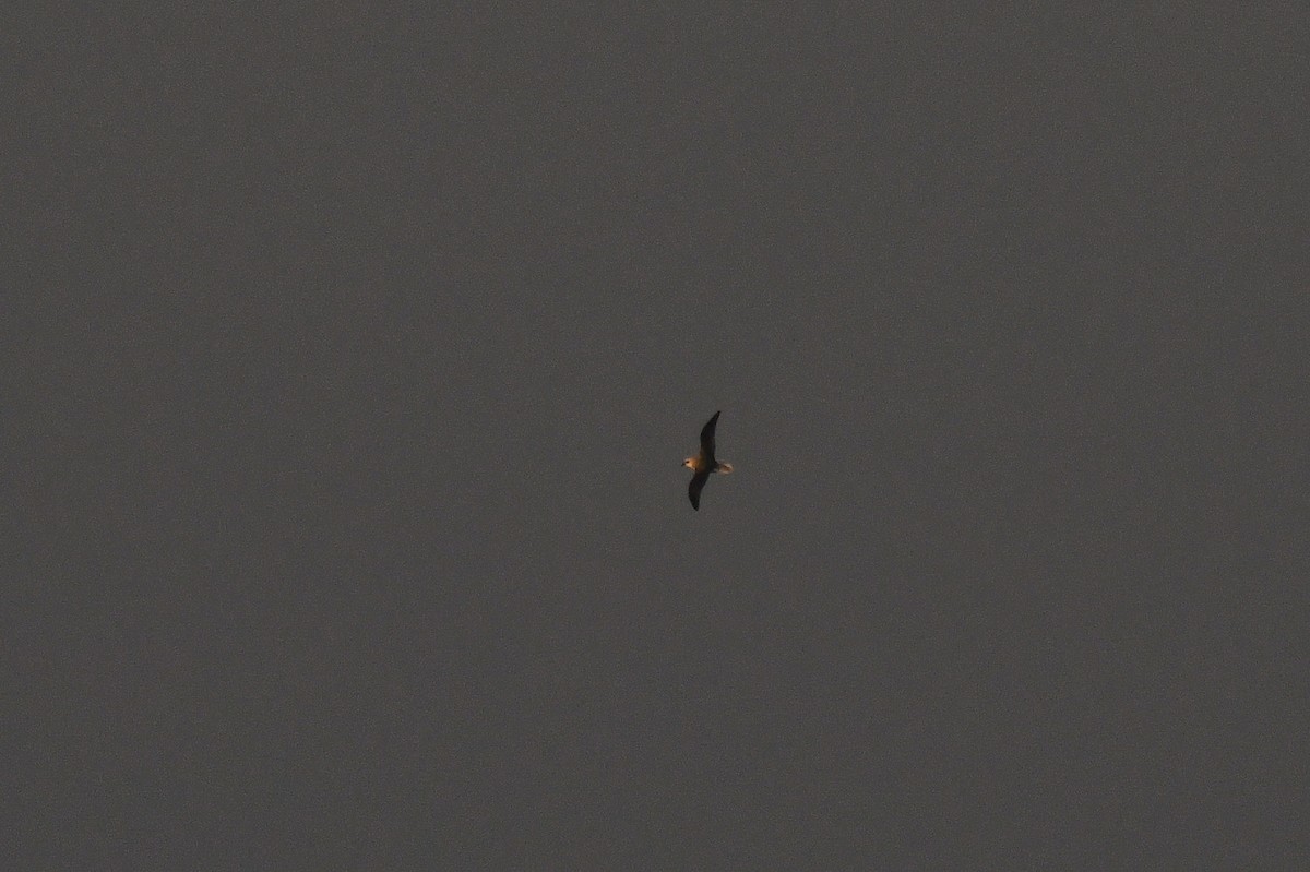 White-headed Petrel - ML638840205