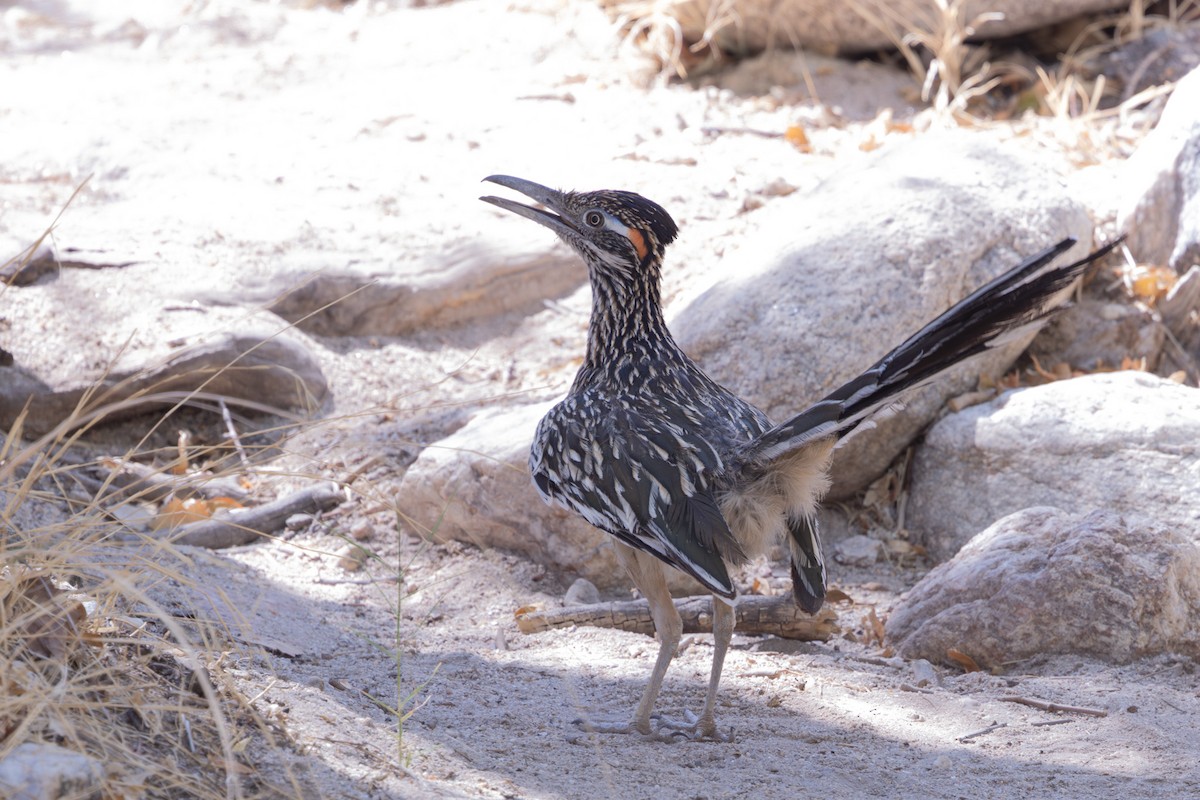 Greater Roadrunner - ML638840235