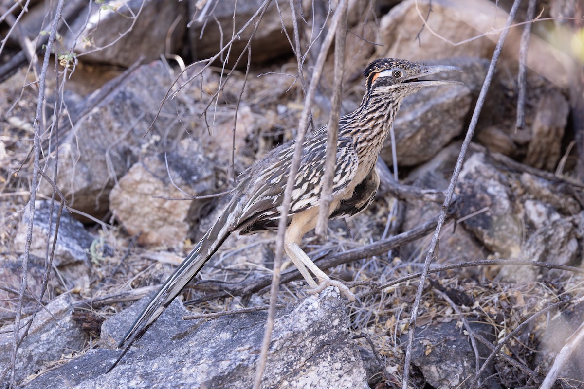 Greater Roadrunner - ML638840236
