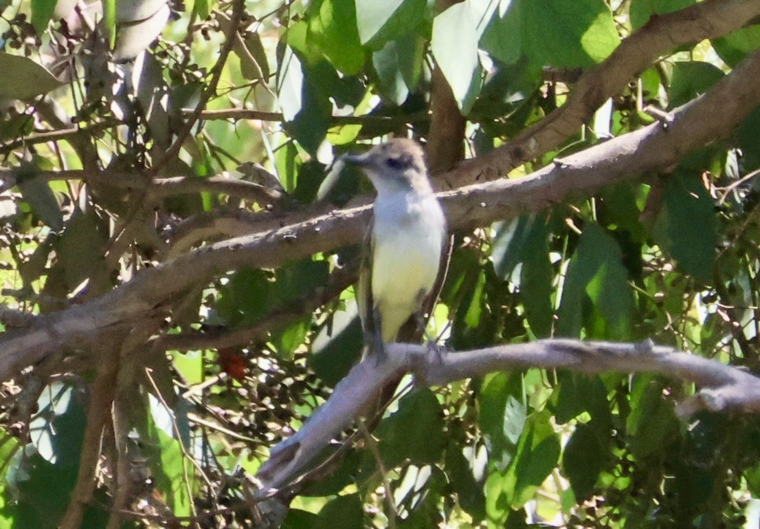 Ash-throated Flycatcher - ML638840247