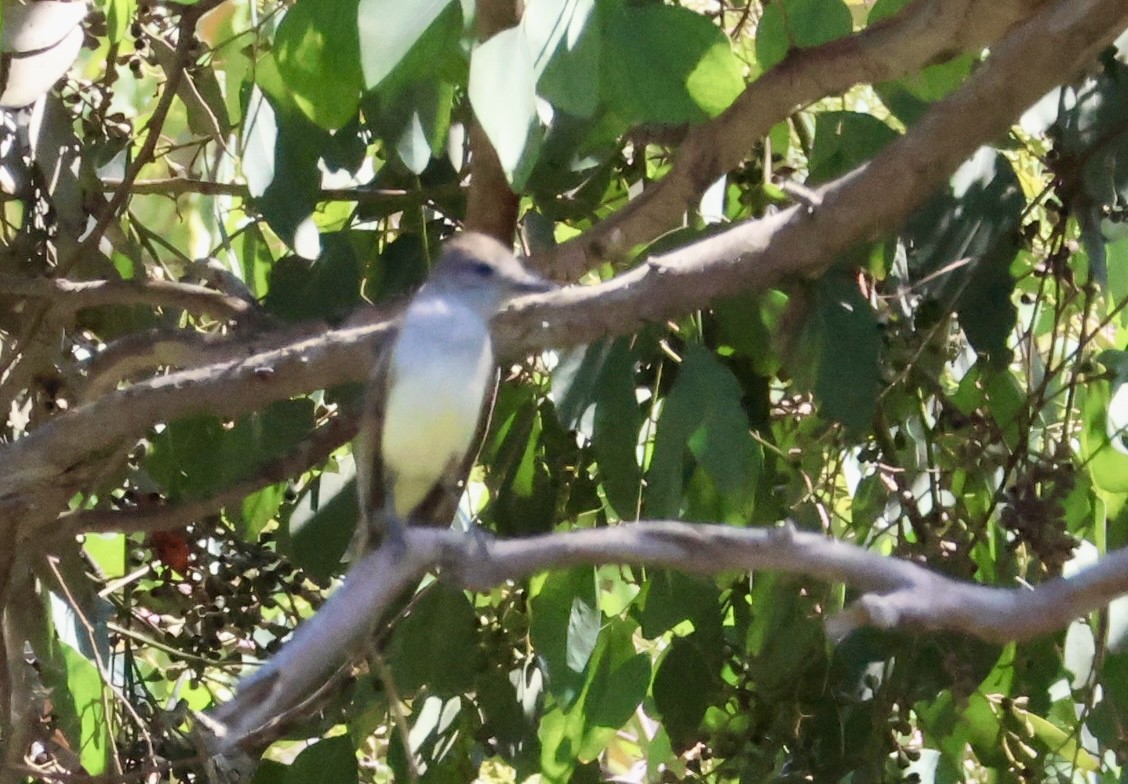 Ash-throated Flycatcher - ML638840248
