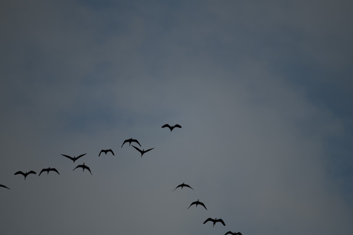 Ibis falcinelle - ML638840252
