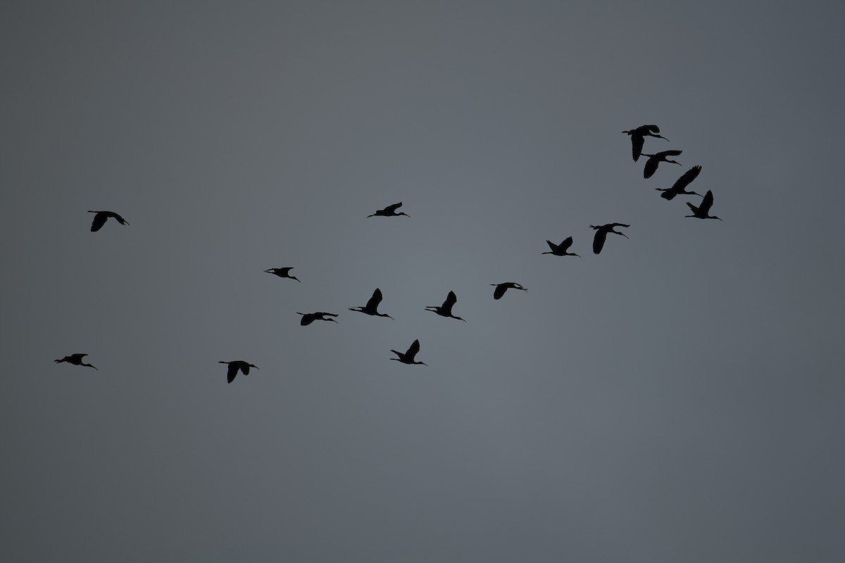 Ibis falcinelle - ML638840253