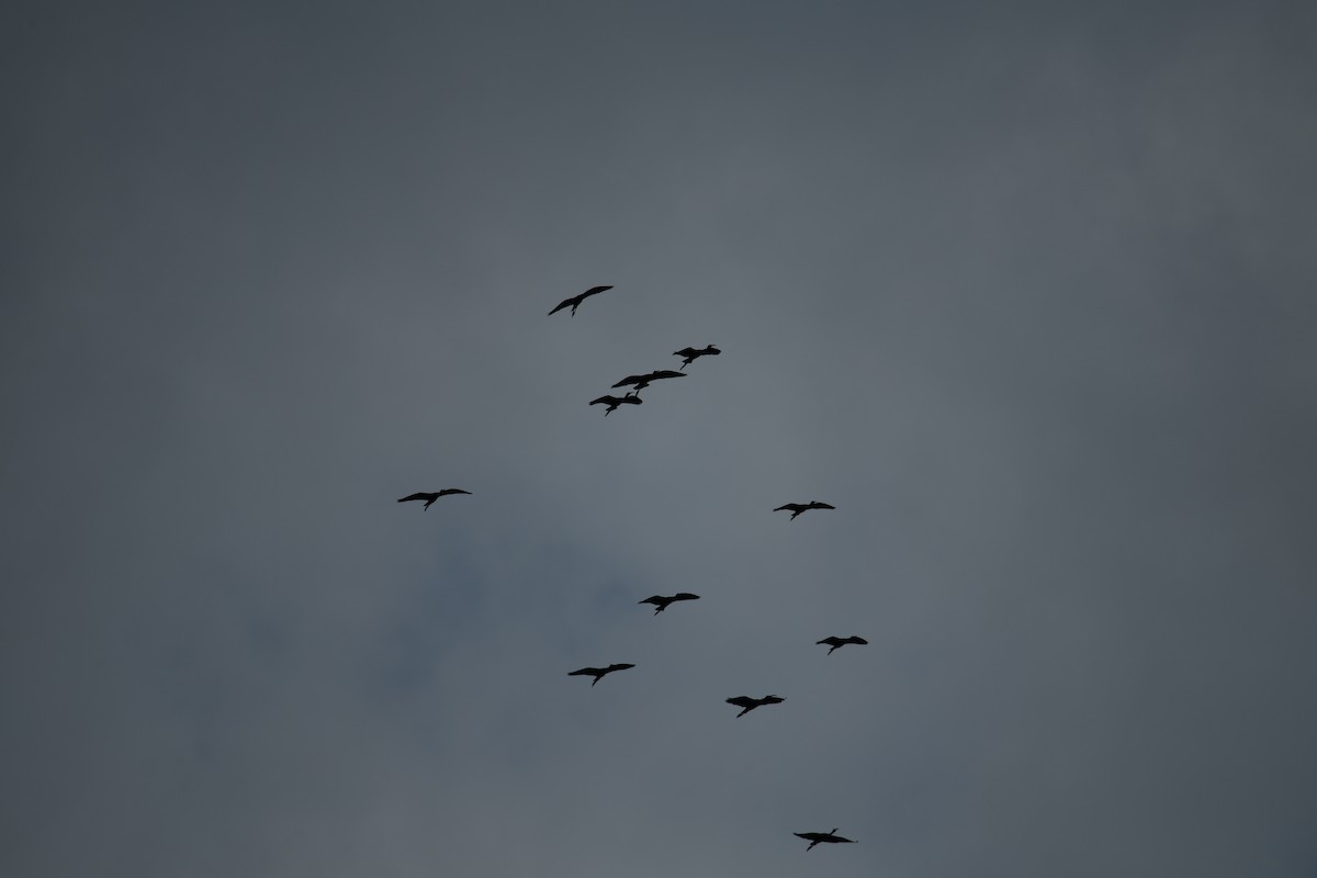 Ibis falcinelle - ML638840254