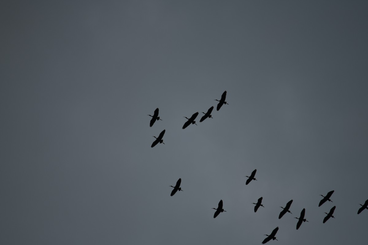 Ibis falcinelle - ML638840255