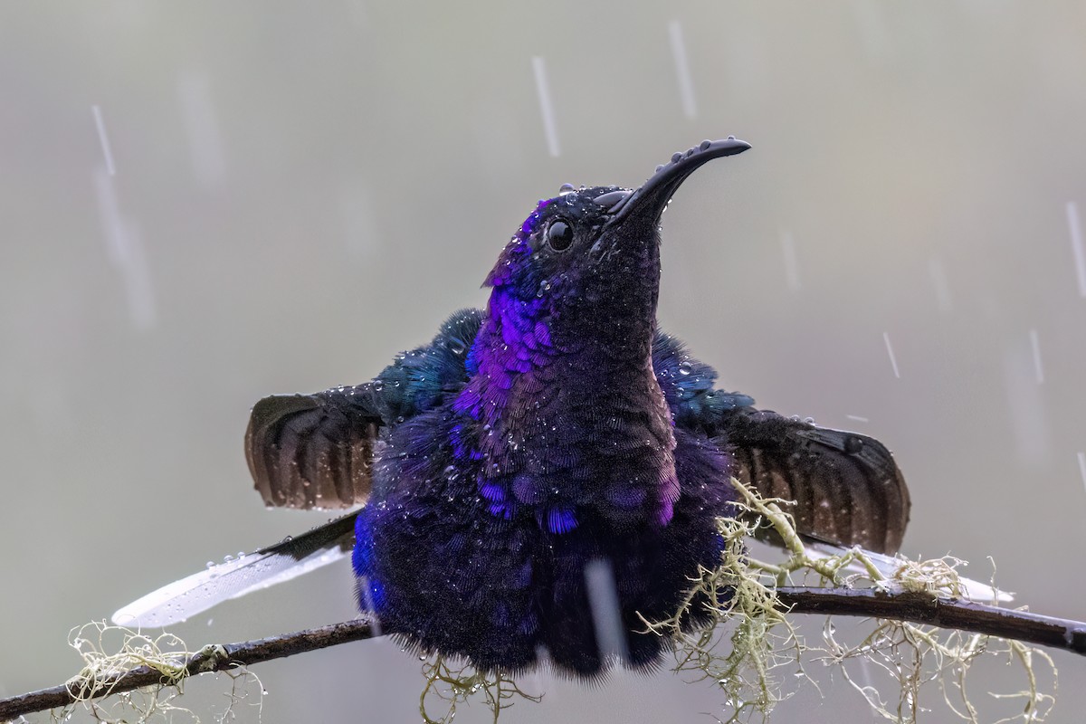 Violet Sabrewing - ML638840265