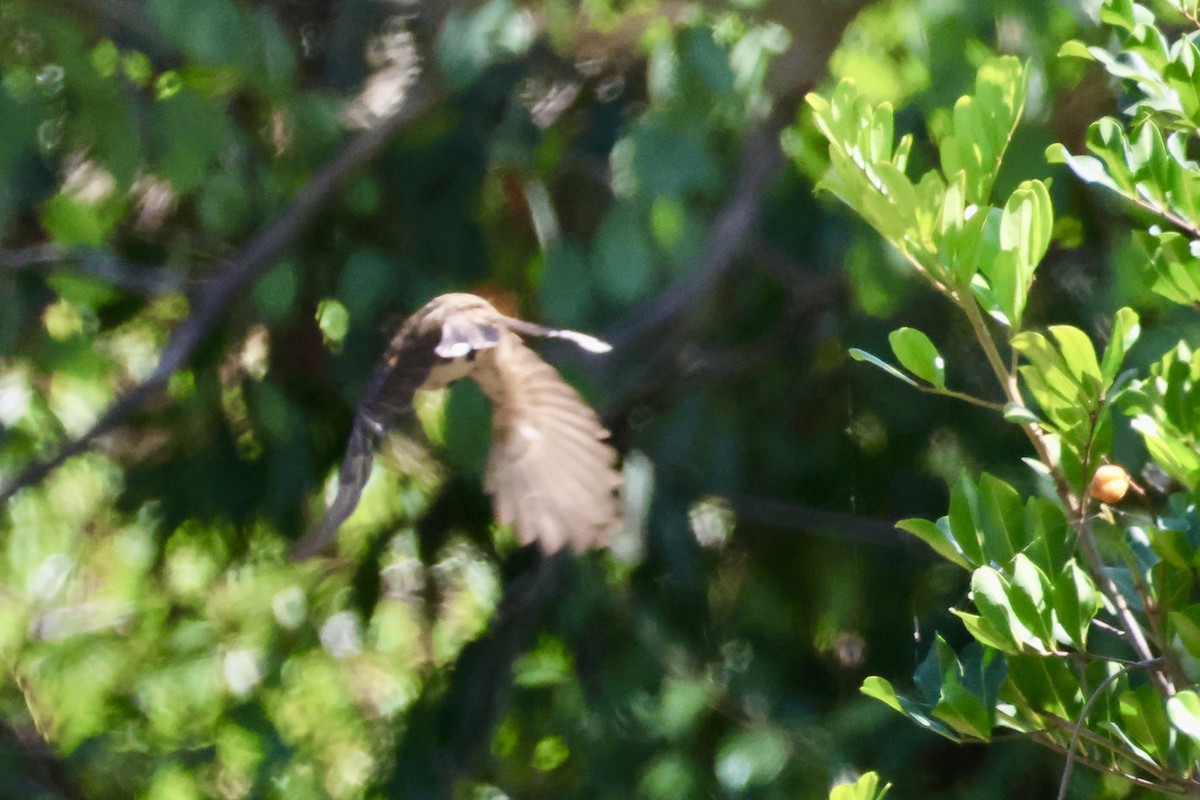 Red-whiskered Bulbul - ML638840312