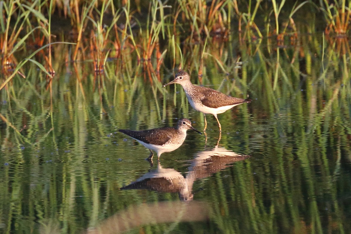 Solitary Sandpiper - ML638840364