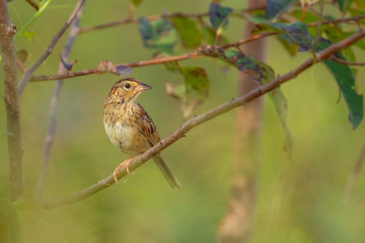 Bachman's Sparrow - ML638840375
