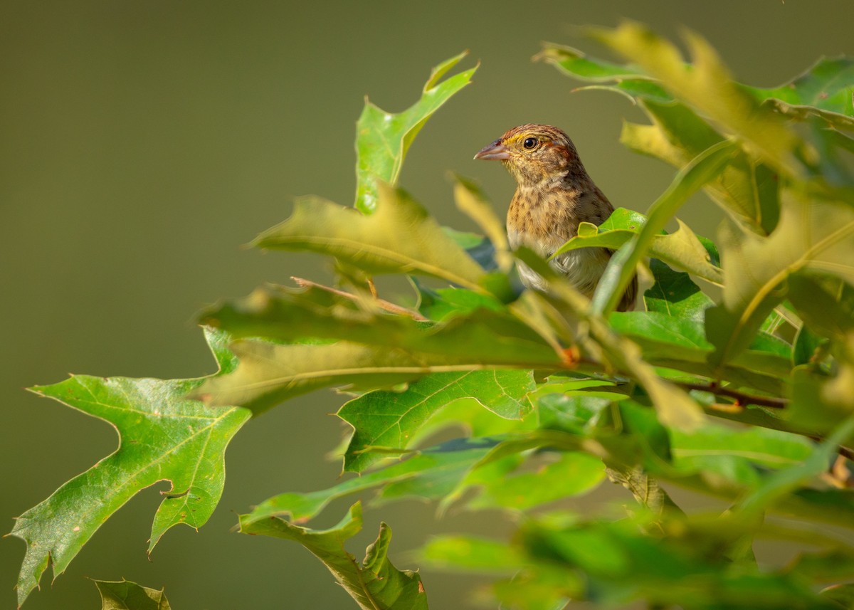 Bachman's Sparrow - ML638840376