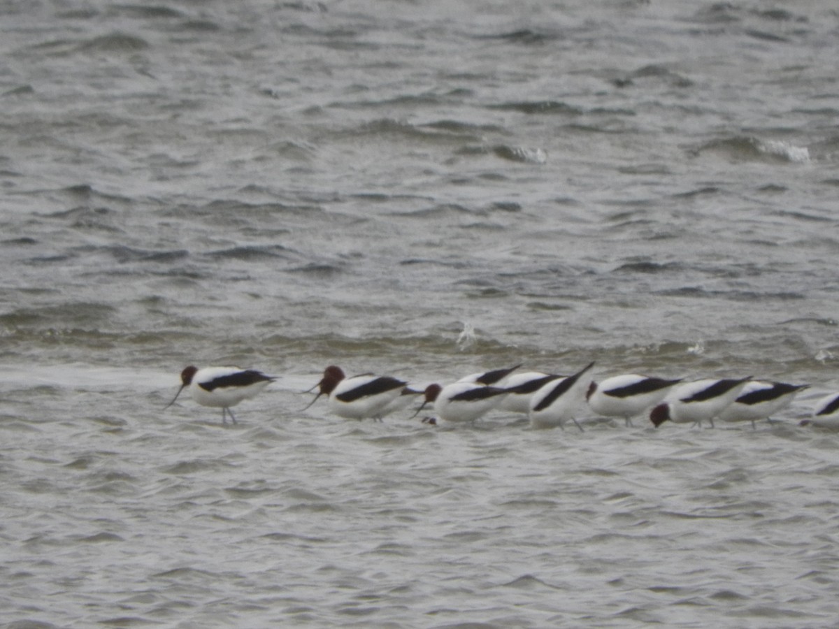 Red-necked Avocet - ML638840378