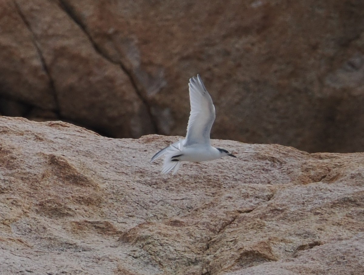 Black-naped Tern - ML638840460