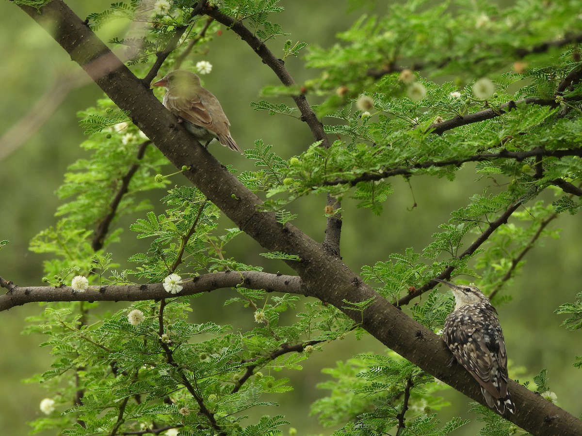 Indian Spotted Creeper - ML638840496