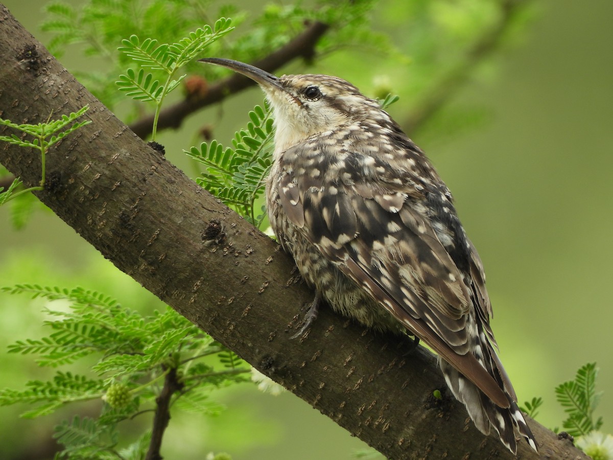 Indian Spotted Creeper - ML638840497