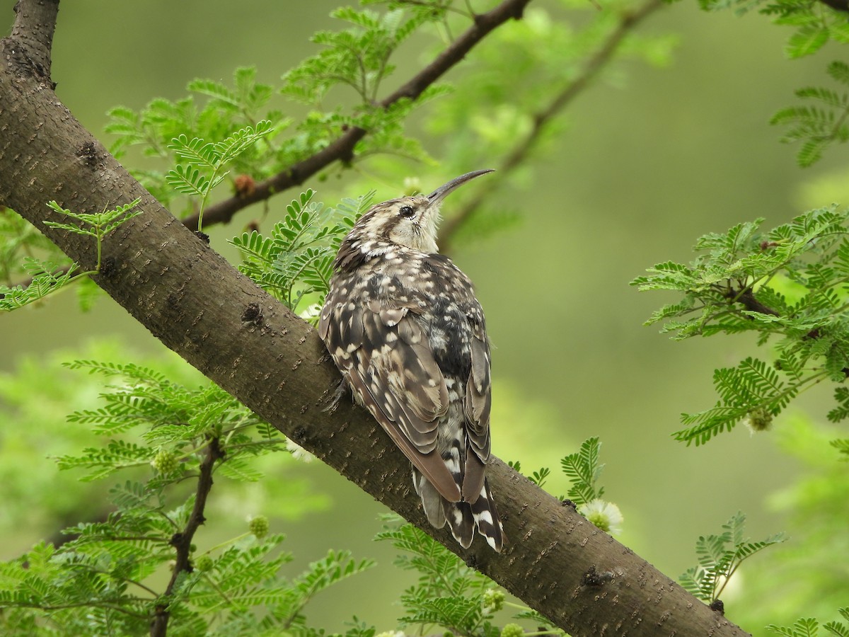 Indian Spotted Creeper - ML638840498