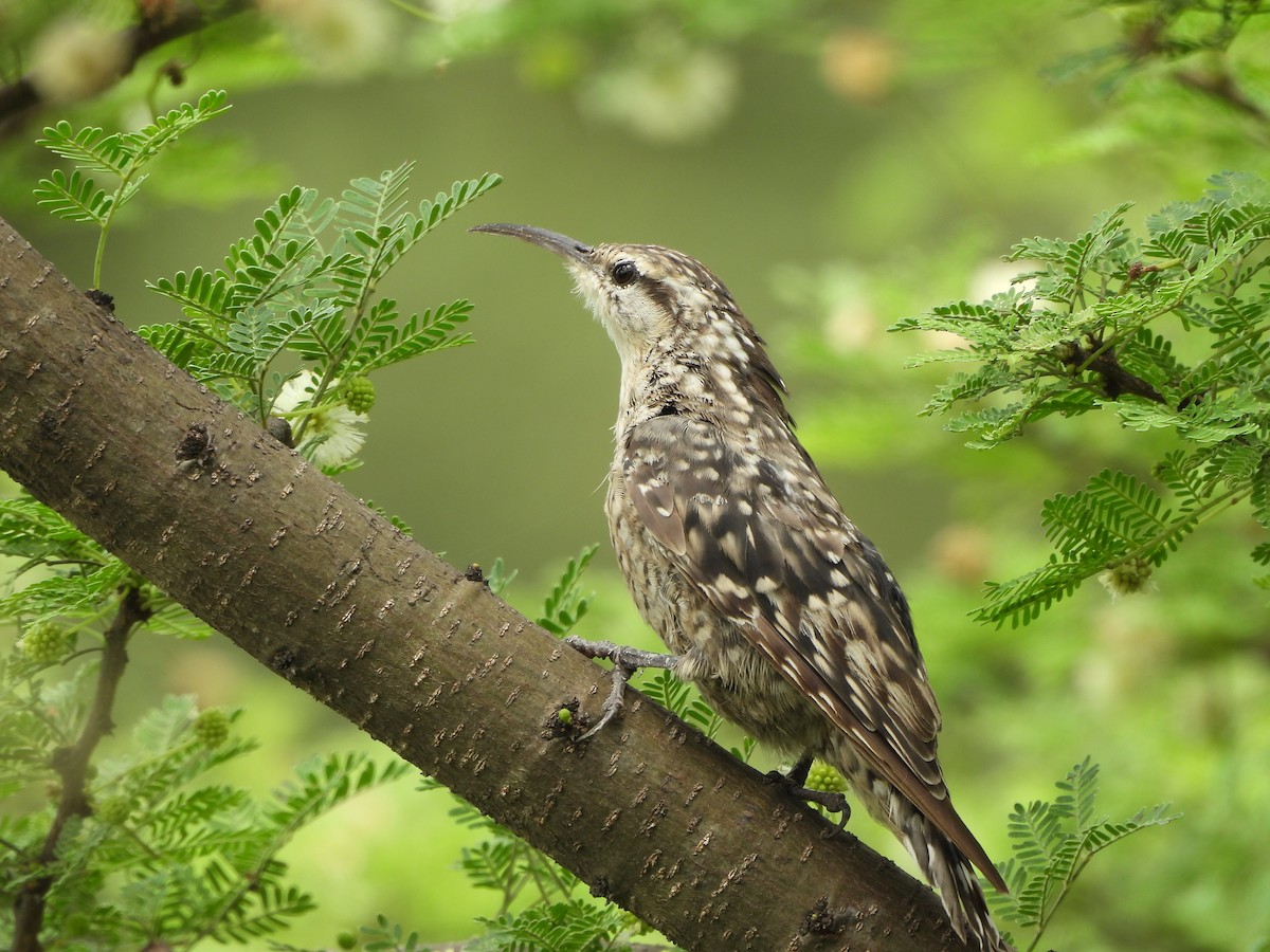 Indian Spotted Creeper - ML638840501