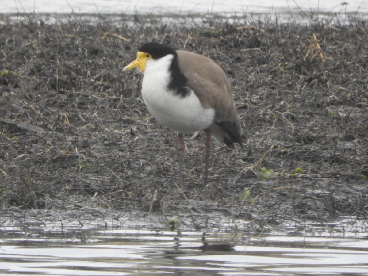 Masked Lapwing - ML638840513