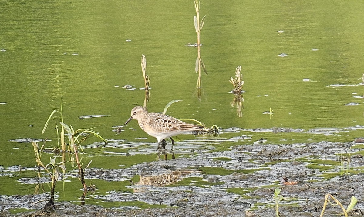 Baird's Sandpiper - ML638840524