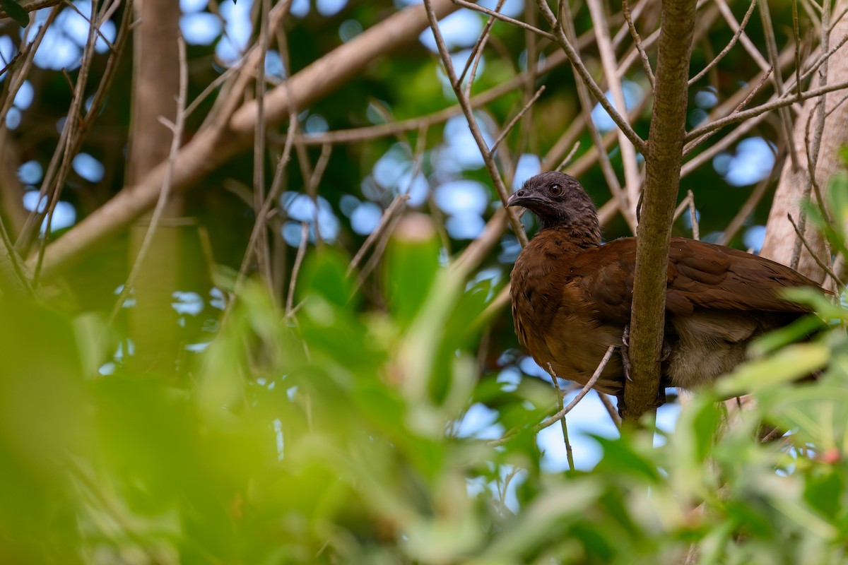 Gray-headed Chachalaca - ML638840534