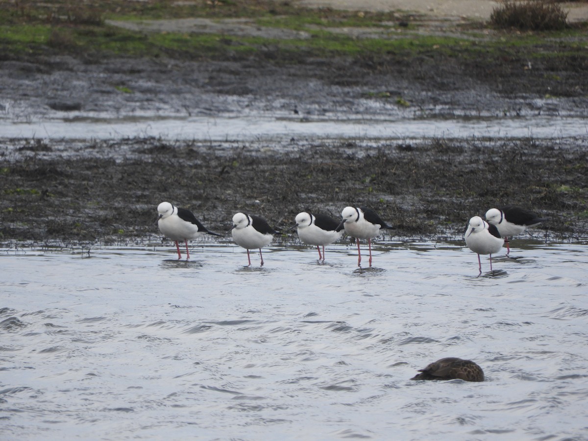 Pied Stilt - ML638840590