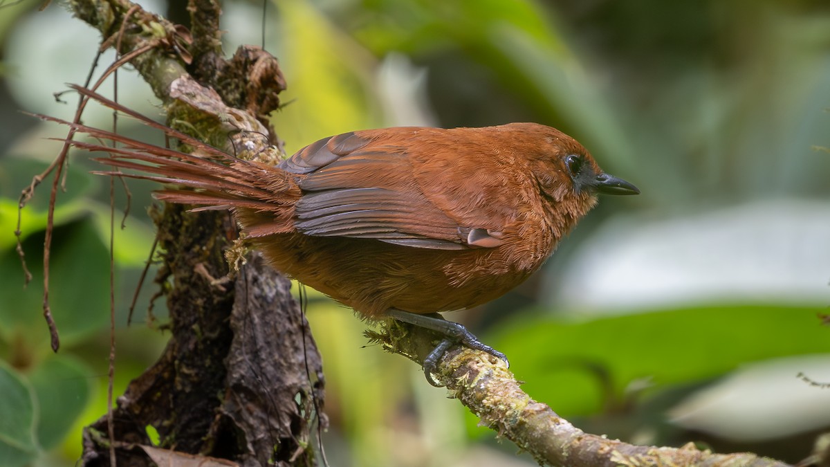 Rufous Spinetail - ML638840609