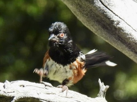 ホシワキアカトウヒチョウ - ML638840631