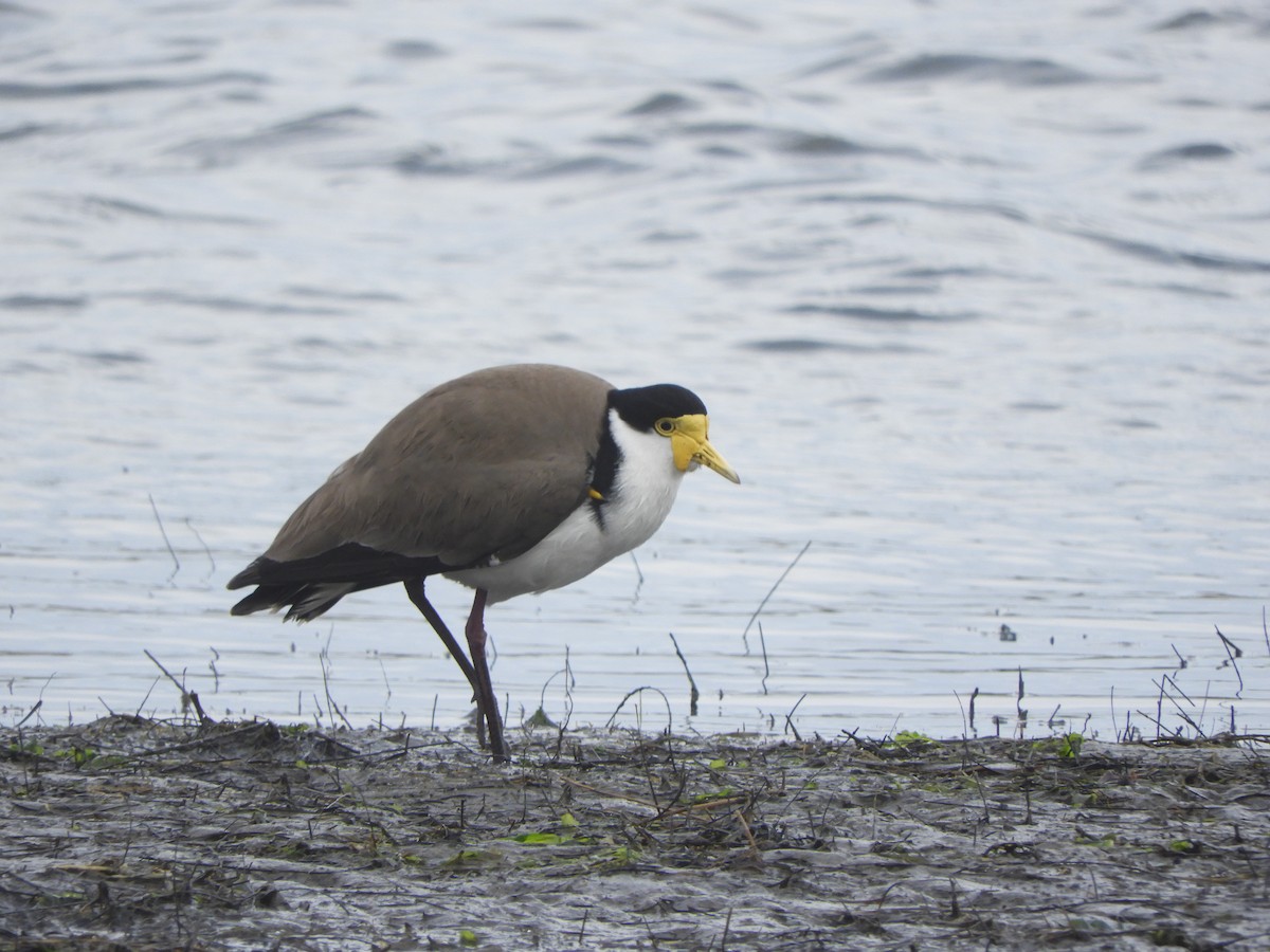Masked Lapwing - ML638840634
