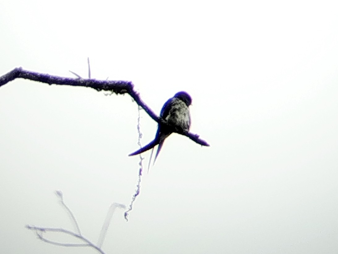 Gray-rumped Treeswift - ML638840640