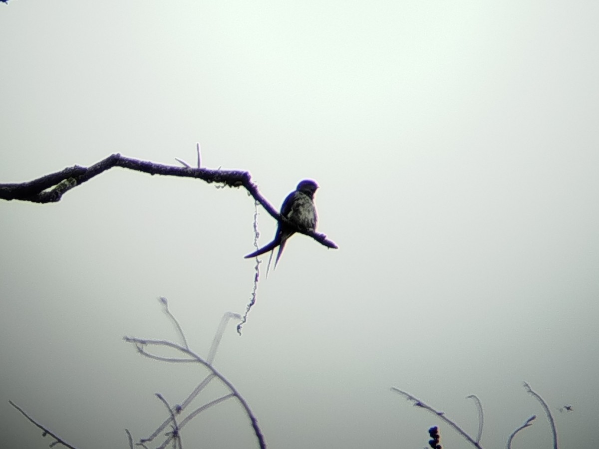 Gray-rumped Treeswift - ML638840641