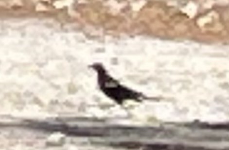 Tricolored Blackbird - ML638840760