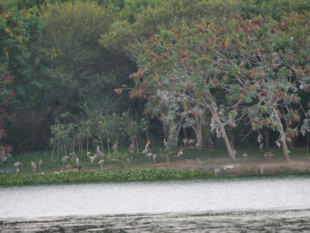 Painted Stork - ML638840774