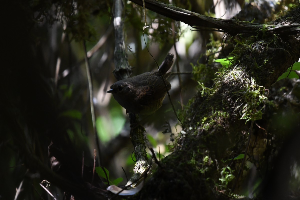 Unicolored Tapaculo - ML638840793