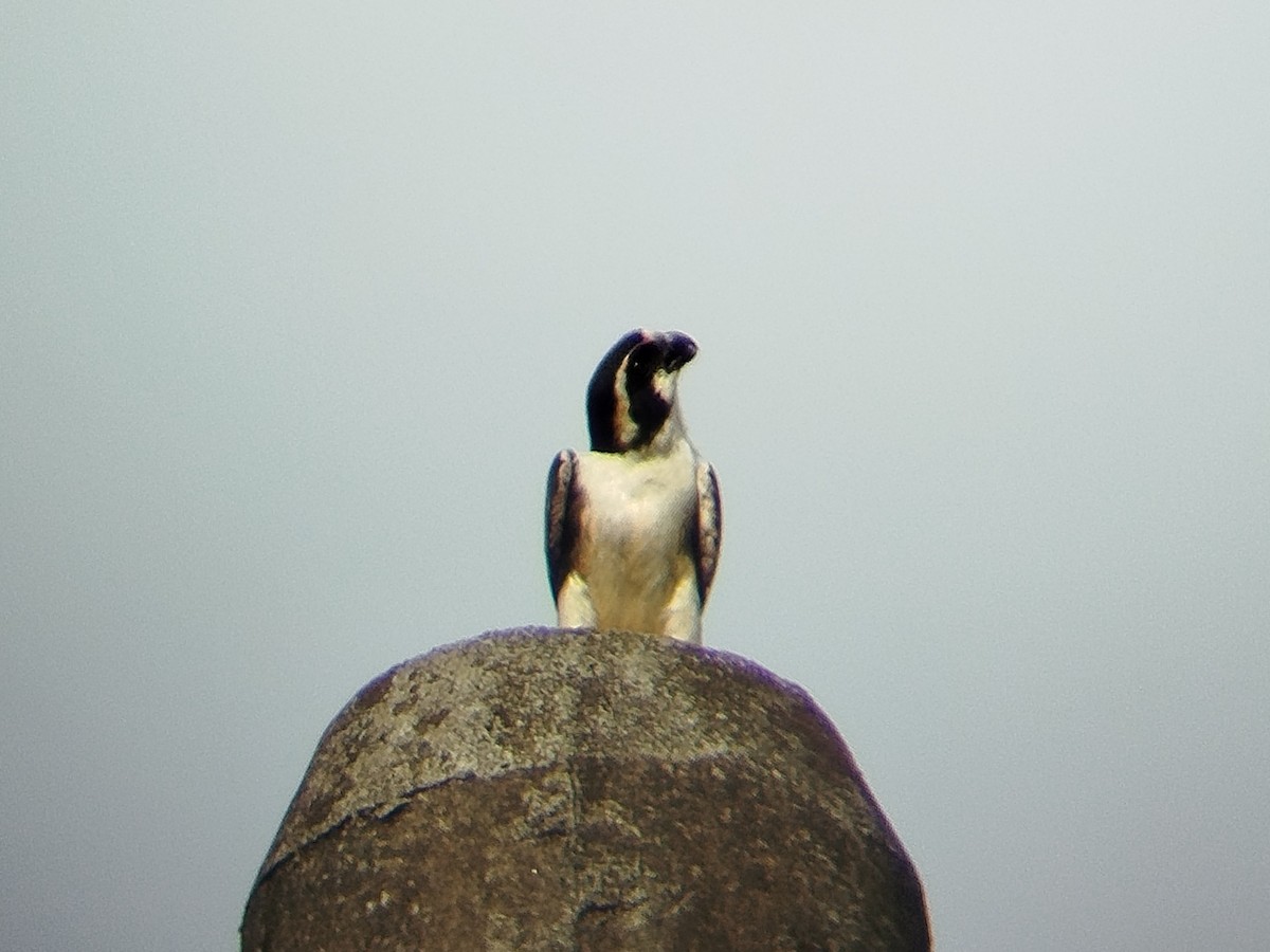 Black-thighed Falconet - ML638840794