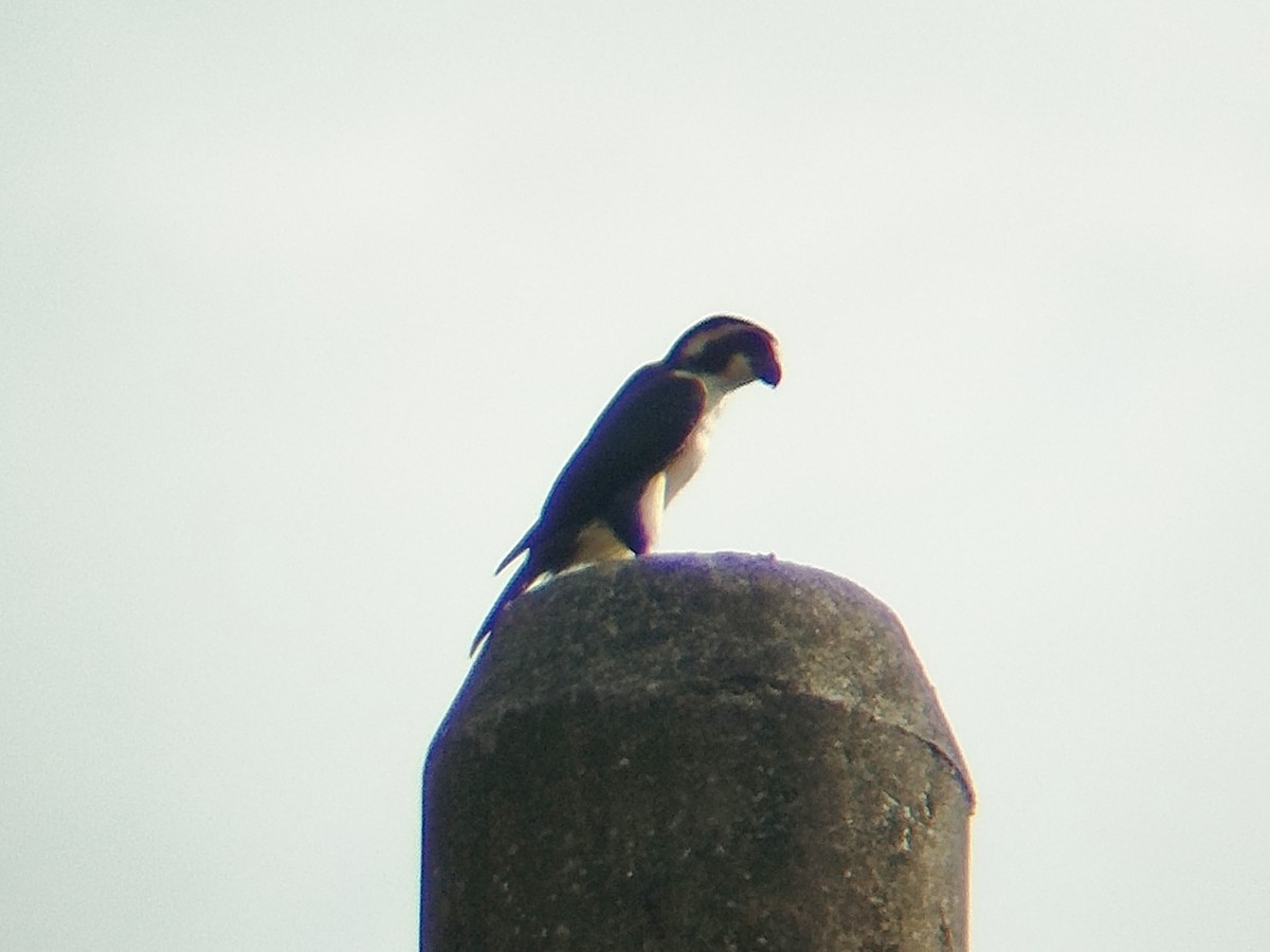 Black-thighed Falconet - ML638840795