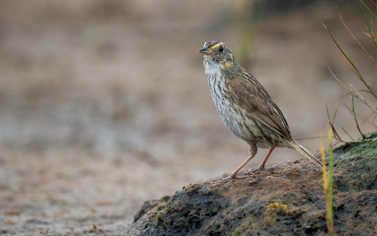Saltmarsh Sparrow - ML638840816