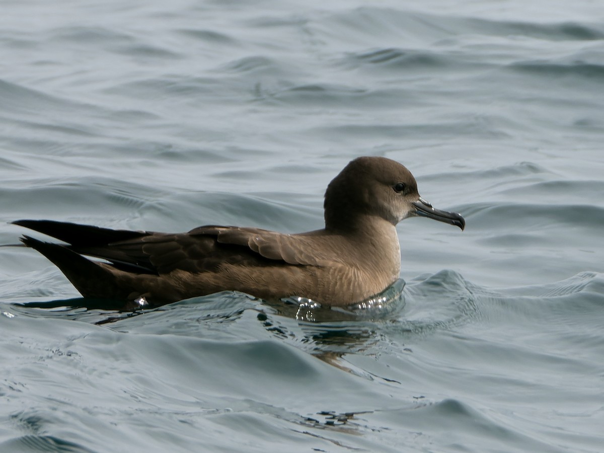 Sooty Shearwater - ML638840821