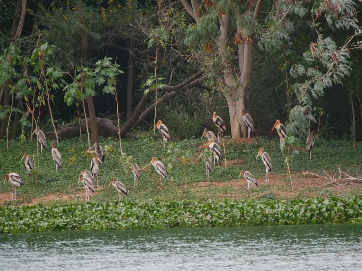 Painted Stork - ML638840826
