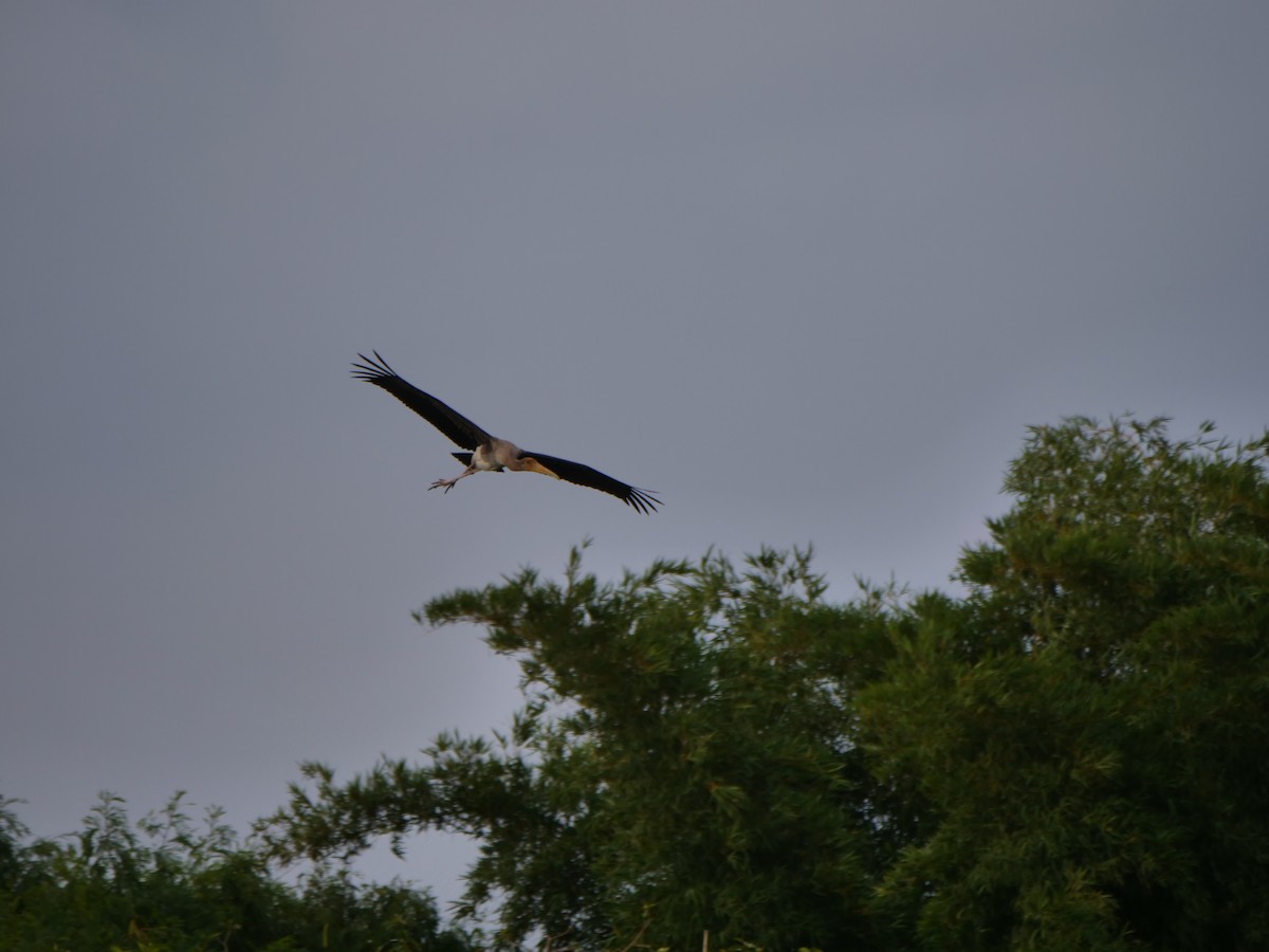 Painted Stork - ML638840856