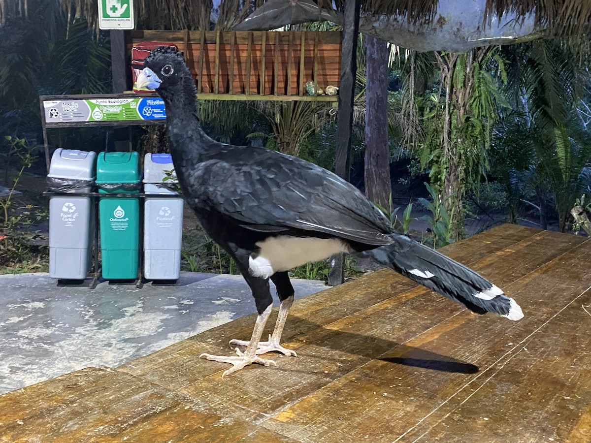 Blue-billed Curassow - ML638840860