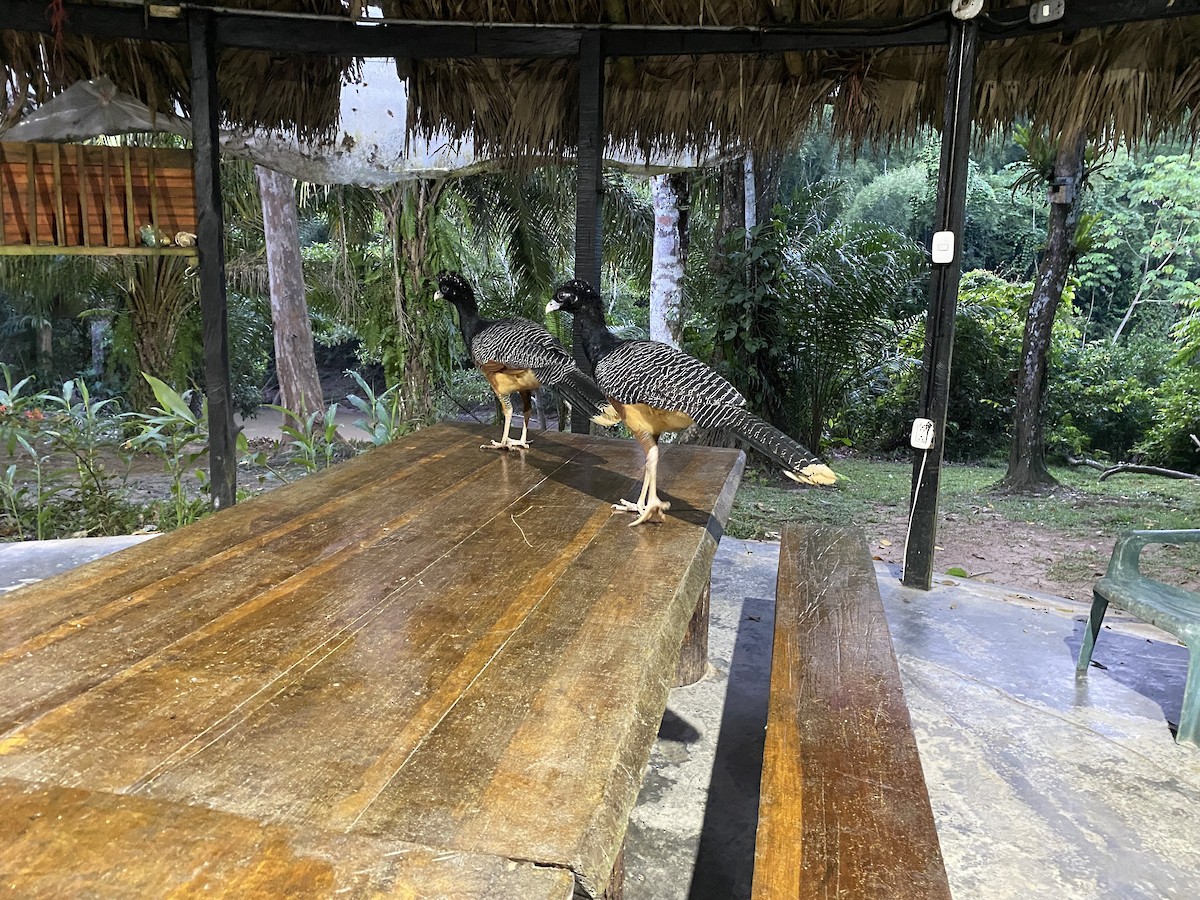 Blue-billed Curassow - ML638840861