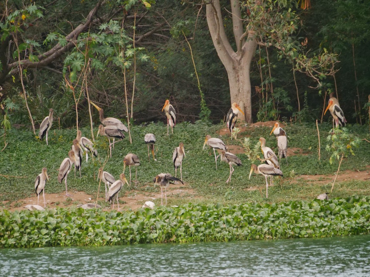 Painted Stork - ML638840865