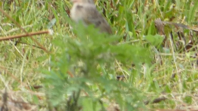 Grasshopper Sparrow - ML638840866
