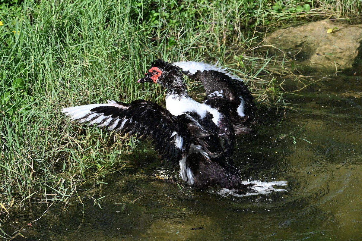 Muscovy Duck (Domestic type) - ML638840921