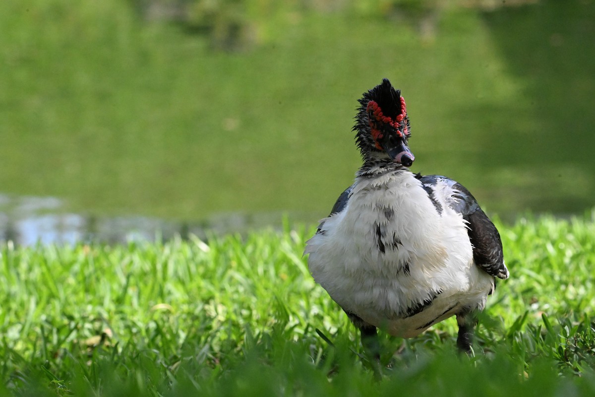 Muscovy Duck (Domestic type) - ML638840923