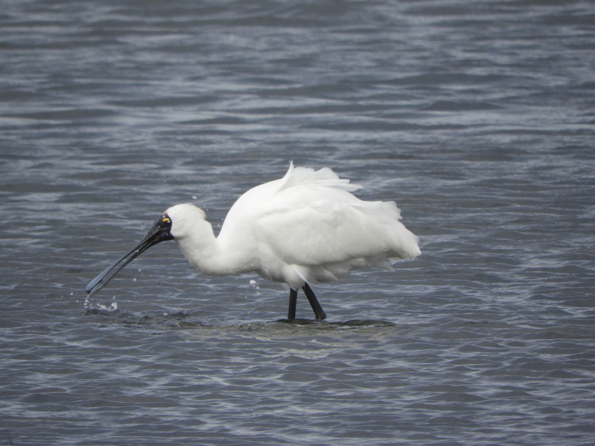 Royal Spoonbill - ML638840937