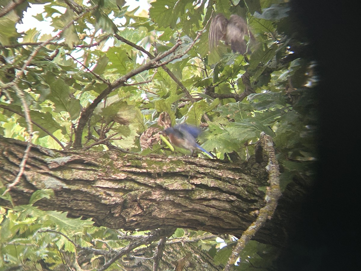 Eastern Bluebird - ML638840960