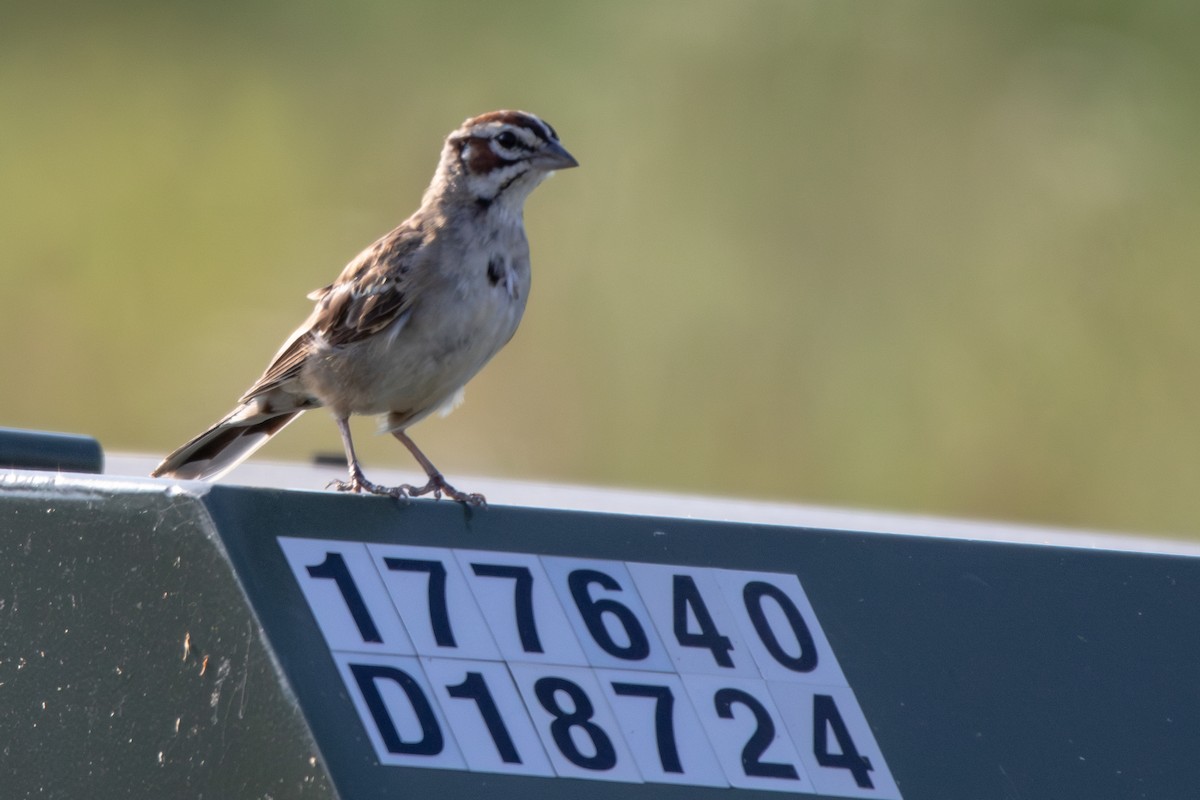 Lark Sparrow - ML638840965