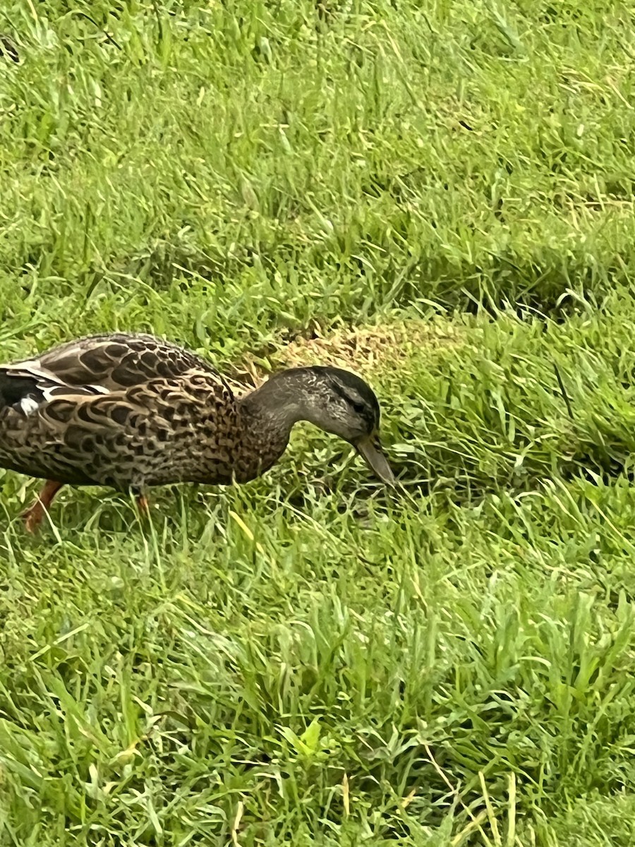 Canard colvert - ML638840972
