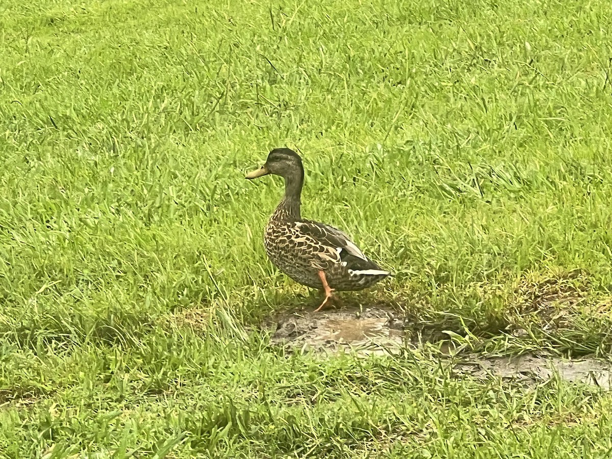 Canard colvert - ML638840973
